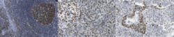 TREM-2 Rabbit anti-Human, Polyclonal, MilliporeSigma:Antibodies:Primary